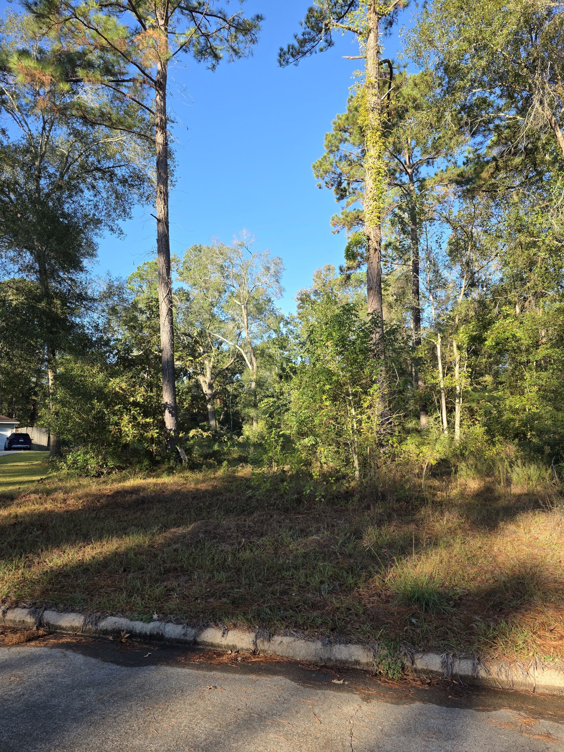 Overgrown Lot To Cleared Site before